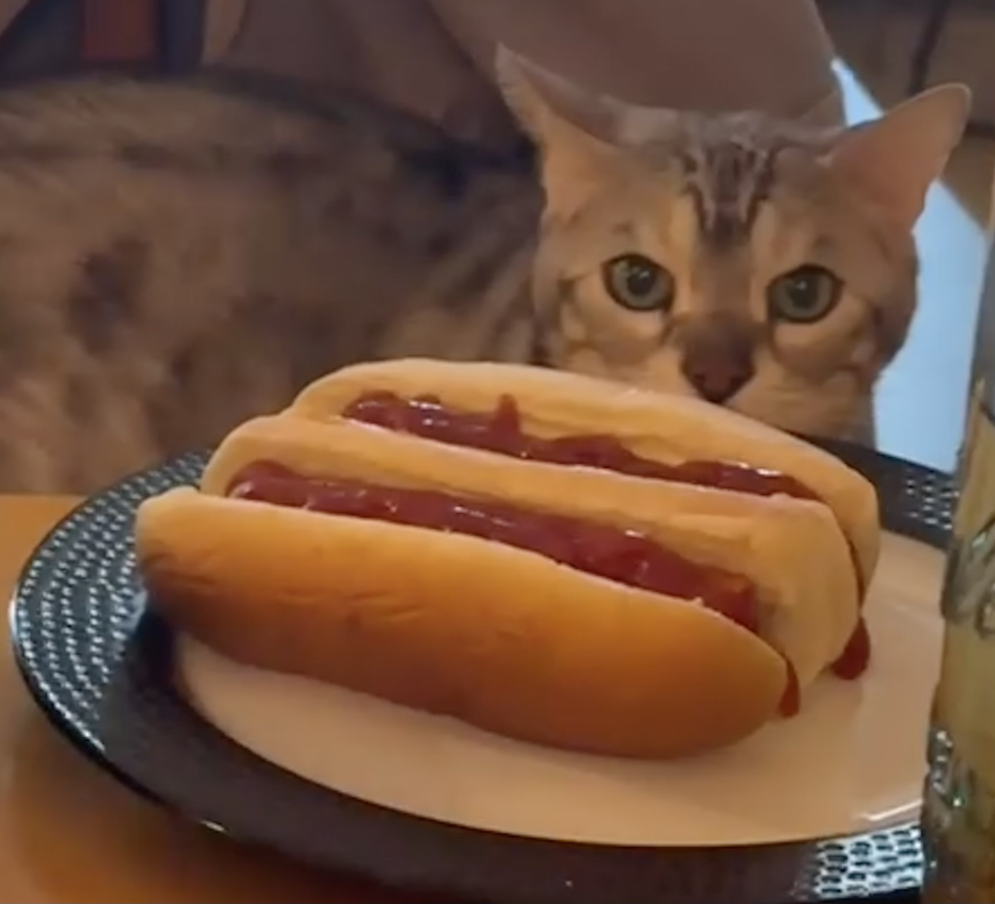 hot dogs